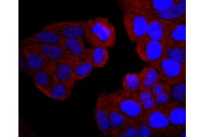 HeLa cells were stained with PI 3 Kinase p85 alpha (2G4) Monoclonal Antibody  at [1:200] incubated overnight at 4C, followed by secondary antibody incubation, DAPI staining of the nuclei and detection.