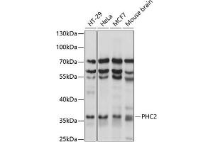 Western blot analysis of extracts of various cell lines, using PHC2 antibody (ABIN7269455) at 1:1000 dilution.