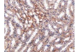 Detection of HMWK in Mouse Kidney Tissue using Polyclonal Antibody to High Molecular Weight Kininogen (HMWK)