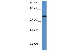 WB Suggested Anti-Ier5l Antibody Titration: 1.