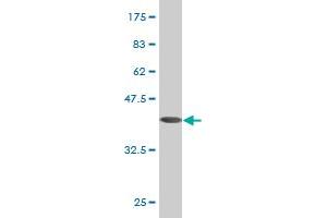 Western Blot detection against Immunogen (40.