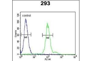 CFB Antibody (Center) (ABIN652979 and ABIN2842621) flow cytometric analysis of 293 cells (right histogram) compared to a negative control cell (left histogram). (Complement Factor B anticorps  (AA 469-494))