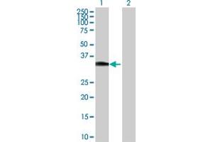 Western Blot analysis of HOXC8 expression in transfected 293T cell line by HOXC8 MaxPab polyclonal antibody. (HOXC8 anticorps  (AA 1-242))