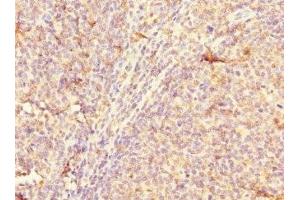 anti-CD300a (CD300A) (AA 18-180) antibody