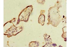 Immunohistochemistry of paraffin-embedded human placenta tissue using ABIN7160527 at dilution of 1:100 (Myoneurin anticorps  (AA 51-330))