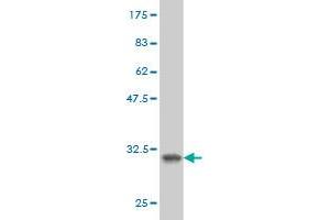 Western Blot detection against Immunogen (32.