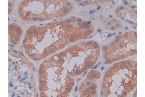 IHC-P analysis of Human Kidney Tissue, with DAB staining. (C5A anticorps  (AA 678-751))