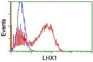Image no. 2 for anti-LIM Homeobox 1 (LHX1) (AA 100-362) antibody (ABIN1490807) (LHX1 anticorps  (AA 100-362))