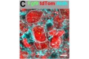 Immunofluorescence of mouse MNTB neurons showing Fgf9 (green) along with tdTomato(red) and Aldh1L1(cyan). (ALDH1L1 anticorps  (AA 1-902))