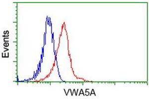 Image no. 2 for anti-Von Willebrand Factor A Domain Containing 5A (VWA5A) antibody (ABIN1501741) (VWA5A anticorps)