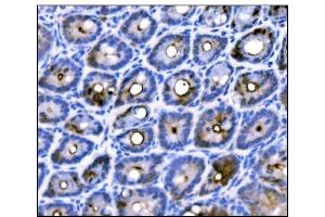 IHC analysis of Duox2 using anti-Duox2 antibody (ABIN7602208). (DUOX2 anticorps  (AA 63-403))