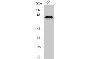 Western Blot analysis of 293 cells using Gas6 Polyclonal Antibody (GAS6 anticorps  (Internal Region))