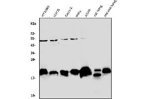 Western blot analysis of Caveolin-2 using anti-Caveolin-2 antibody (ABIN3043749).