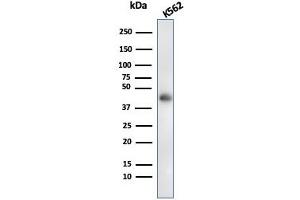 anti-Glycophorin A (GYPA) antibody
