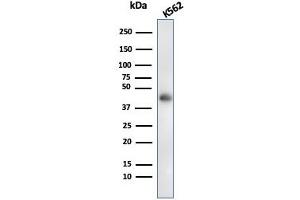 Western Blot Analysis of K562 cell lysate usingGlycophorin A Mouse Recombinant Monoclonal Antibody (rGYPA/280). (Recombinant CD235a/GYPA anticorps)