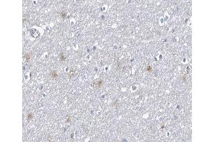ABIN6267682 at 1/100 staining human Brain tissue sections by IHC-P.