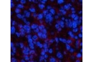 Immunofluorescence analysis of Mouse spleen tissue using PPARD Monoclonal Antibody at dilution of 1:200.
