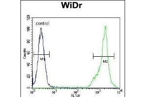 C4B Antibody (C-term) (ABIN652149 and ABIN2840567) flow cytometric analysis of WiDr cells (right histogram) comred to a negative control cell (left histogram). (C4BPA anticorps  (C-Term))