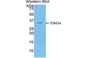 Western Blotting (WB) image for anti-FOS-Like Antigen 1 (FOSL1) (AA 1-271) antibody (ABIN1858911) (FOSL1 anticorps  (AA 1-271))