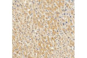 IHC analysis of PON1 using anti-PON1 antibody (ABIN7600530).