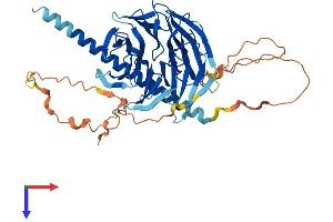 AlphaFold protein structure predicition of Mouse Recombinant Poc1b Protein, UniprotID Q8BHD1