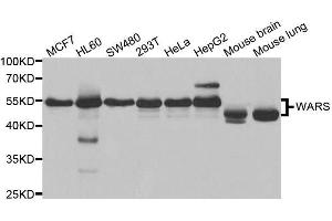 Western blot analysis of extracts of various cell lines, using WARS antibody. (WARS anticorps  (AA 1-270))