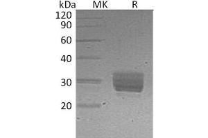 Western Blotting (WB) image for Cellular Repressor of E1A-Stimulated Genes 1 (CREG1) protein (His tag) (ABIN7320632)