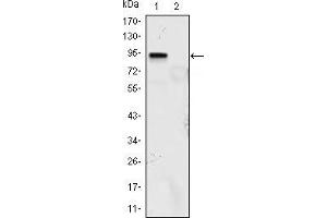 Western blot analysis using KLF4 mouse mAb against KLF4 (aa2-470)-hIgGFc transfected HEK293 (1) and HEK293 (2) cell lysate. (KLF4 anticorps  (AA 2-470))