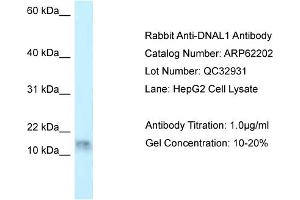 Western Blotting (WB) image for anti-Dynein, Axonemal, Light Chain 1 (DNAL1) (N-Term) antibody (ABIN2789061) (DNAL1 anticorps  (N-Term))