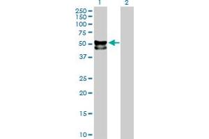 Western Blot analysis of FUCA1 expression in transfected 293T cell line by FUCA1 MaxPab polyclonal antibody. (FUCA1 anticorps  (AA 1-461))