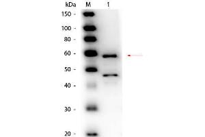 Western Blot of Goat anti-Bilirubin Oxidase (Myrothecium verrucaria) Antibody Peroxidase Conjugated. (Bilirubin Oxidase anticorps  (HRP))