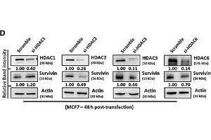 SAHA affects the expression of suvivin and XIAP at the transcriptional level. (HDAC6 anticorps  (N-Term))