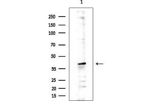 Western blot analysis of lysates from COLO205 cells(heat-shock treatment), using TRPV3 Antibody at 1/1000 dilution.