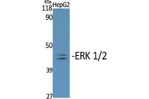 Western Blot (WB) analysis of specific cells using Phospho-ERK 1/2 (Y204) Polyclonal Antibody. (ERK1/2 anticorps  (pTyr204))