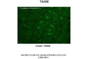 TAAR6 antibody  (C-Term)