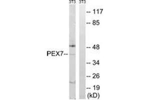 Western blot analysis of extracts from NIH-3T3 cells, using PEX7 Antibody. (PEX7 anticorps  (AA 204-253))