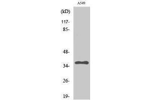 Western Blotting (WB) image for anti-Protein Phosphatase 2, Catalytic Subunit, alpha Isozyme (PPP2CA) (Thr278) antibody (ABIN3176985) (PPP2CA anticorps  (Thr278))