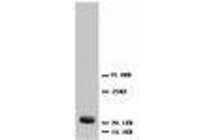 Image no. 2 for anti-Fibroblast Growth Factor 4 (FGF4) (C-Term) antibody (ABIN1492933) (FGF4 anticorps  (C-Term))