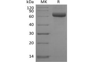 Western Blotting (WB) image for CD33L3 (Active) protein (Biotin) (ABIN7319803)