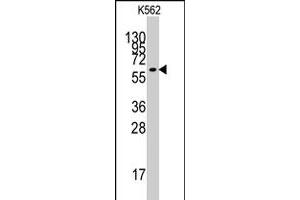 Western blot analysis of KLF4 polyclonal antibody  in K-562 cell line lysates (35 ug/lane). (KLF4 anticorps  (N-Term))