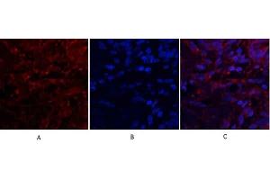 Immunofluorescence analysis of human lung tissue.