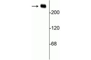 Western blot of rat hippocampal lysate showing specific immunolabeling of the ~240 kDa alpha II spectrin protein. (SPTAN1 anticorps)