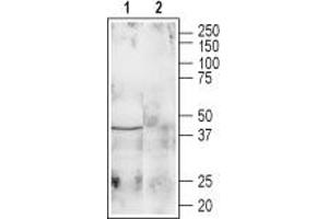 Western blot analysis of rat brain lysate: - 1.