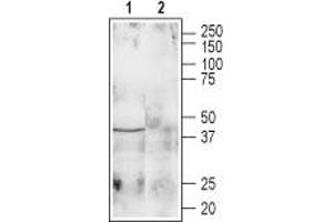 Western blot analysis of rat brain lysate: - 1. (Galanin Receptor 1 anticorps  (1st Extracellular Loop))