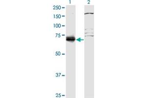 Western Blot analysis of SFRS12 expression in transfected 293T cell line by SFRS12 monoclonal antibody (M01), clone 1D11. (SFRS12 anticorps  (AA 443-508))
