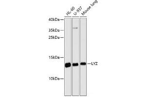 Western blot analysis of extracts of various cell lines using LYZ Polyclonal Antibody at dilution of 1:3000. (LYZ anticorps)