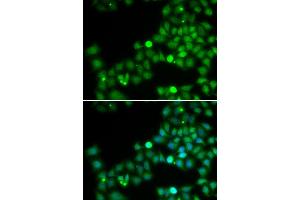 Immunofluorescence (IF) image for anti-Polymerase (DNA Directed) kappa (POLK) antibody (ABIN1877108) (POLK anticorps)