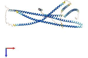 AlphaFold protein structure predicition of Human Recombinant JAKMIP1 Protein, UniprotID Q96N16