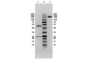 Coomassie stained SDS-PAGE results using Anti-Feimin (Mouse) Monoclonal Antibody (clone ​​​​7F7. (Feimin anticorps)