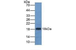 Western blot analysis of Mouse Liver Tissue. (UCN3 anticorps  (AA 24-149))